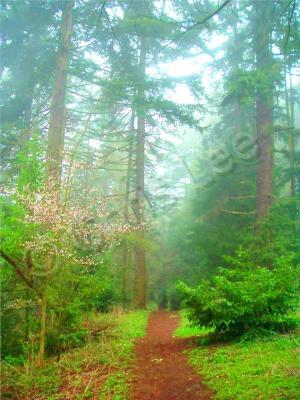 Photography - Forest Springtime Fog - Digital Photography