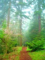 Photography - Forest Springtime Fog - Digital Photography
