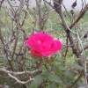 S - Phone Photography - By David Everett, Photography Photography Artist
