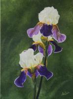 Iris Flowers - Acrylic Paintings - By Anna Senko, Realism Painting Artist