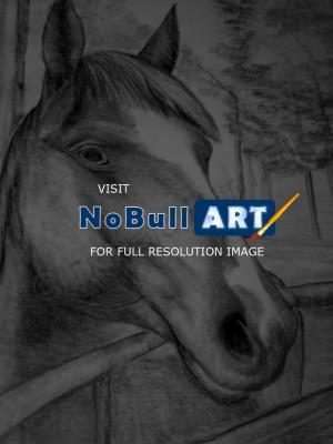 Horse Drawings - What About Me - Pencil