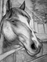 Horse Drawings - What About Me - Pencil