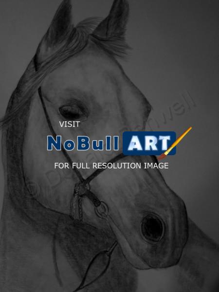 Horse Drawings - Sonny - Pencil