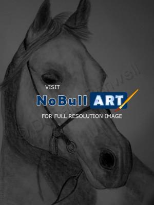 horse drawings in pencil. Horse Drawings - Sonny -