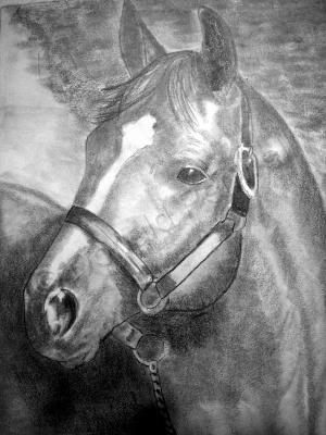 Horse Drawings - Broken Halter - Pencil