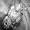 Broken Halter - Pencil Drawings - By Donald Penwell, Drawing Drawing Artist