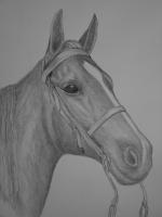 Horse Drawings - Drassage Ready - Pencil