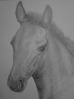 Horse Drawings - The Colt - Pencil