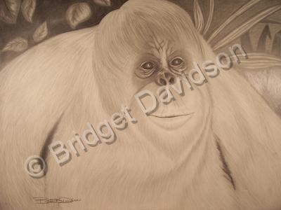 Animals - Orangutang Dreams - Graphite Pencils