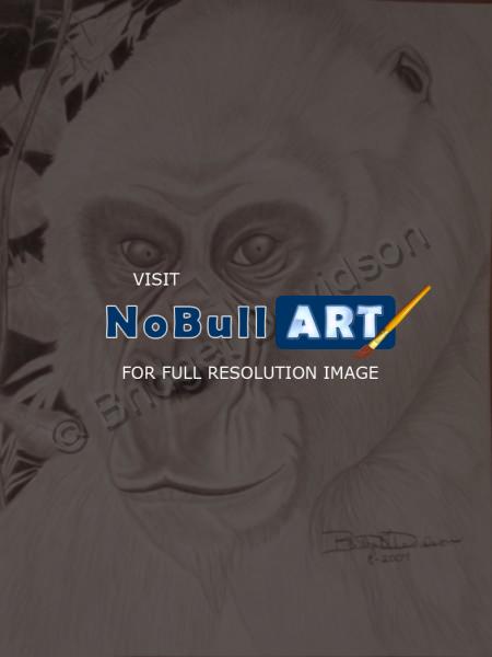 Animals - Gorilla - Graphite Pencils