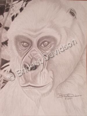 Animals - Gorilla - Graphite Pencils