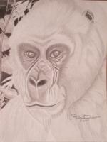 Gorilla - Graphite Pencils Drawings - By Bridget Davidson, Black And White Drawing Artist