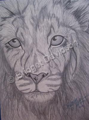 Animals - Lion - Graphite Pencils