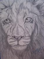Lion - Graphite Pencils Drawings - By Bridget Davidson, Black And White Drawing Artist