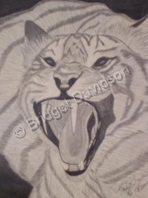 Animals - Bengal Tiger - Graphite Pencils