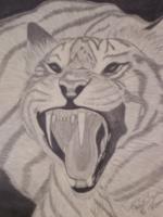 Bengal Tiger - Graphite Pencils Drawings - By Bridget Davidson, Black And White Drawing Artist