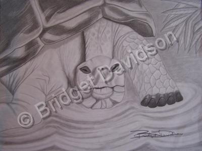 Animals - Turtle - Graphite Pencils