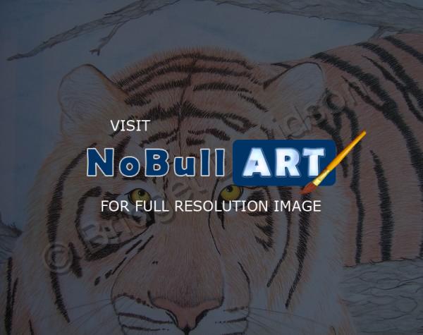 Animals - Lion - Colored Pencils