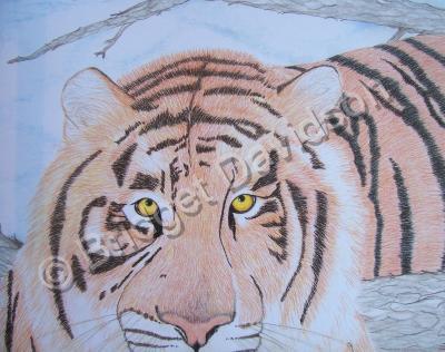 Animals - Lion - Colored Pencils