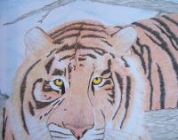 Lion - Colored Pencils Drawings - By Bridget Davidson, Colored Pencils Drawing Artist