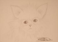 Animals - Kitty - Graphite Pencils