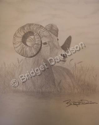 Animals - Mountain Ram - Graphite Pencils