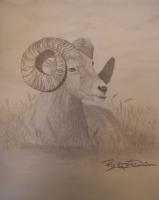 Mountain Ram - Graphite Pencils Drawings - By Bridget Davidson, Black And White Drawing Artist