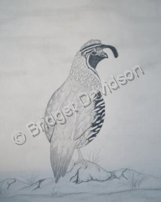 Animals - Pheasant - Graphite Pencils