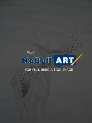 Animals - White Tail Deer - Graphite Pencils