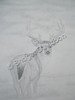 Animals - White Tail Deer - Graphite Pencils
