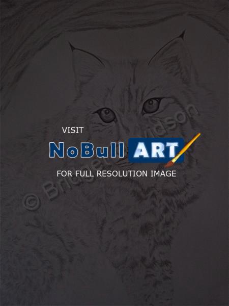 Animals - Bobcat - Graphite Pencils