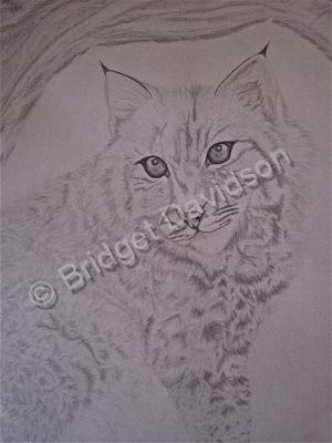 Animals - Bobcat - Graphite Pencils