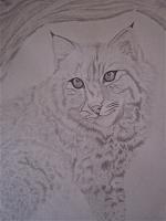 Bobcat - Graphite Pencils Drawings - By Bridget Davidson, Black And White Drawing Artist