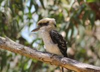 Kookaburra - Digital Photography - By Kelly Isle, Nature Photography Artist