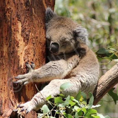 Book 1 - Koala Nap - Digital