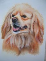 Spaniel - Watercolor Paintings - By Sarah Bent, Portrait Painting Artist