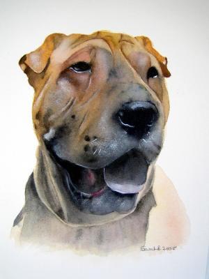 Portrait - Shar Pei - Watercolor