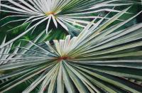 Bismark Palm II - Watercolor Paintings - By Sarah Bent, Realism Painting Artist