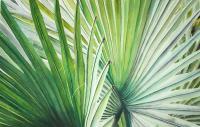 Realism - Bismark Palm I - Watercolor