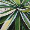 Agave - Watercolor Paintings - By Sarah Bent, Realism Painting Artist