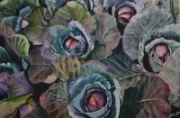 Ornamental Cabbages - Watercolor Paintings - By Sarah Bent, Realism Painting Artist