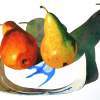 Fish Dish Two Pears - Watercolor Paintings - By Sarah Bent, Realism Painting Artist