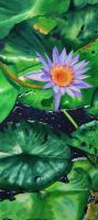 Realism - Lily Pond 2 - Watercolor