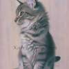 Contemplating Mischief - Coloured Pencils And Pan Paste Mixed Media - By Karen Hull, Realism Mixed Media Artist