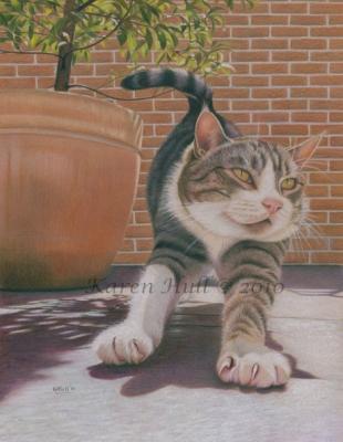 Cats - Little Tood - Coloured Pencils On Matte Boar