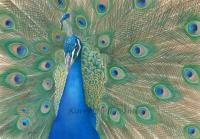 Birds - Casanova II - Acrylics On Colourfix Paper