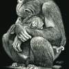 A Tender Moment - Scratchboard Other - By Karen Hull, Realism Other Artist