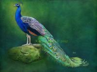 Birds - Adonis - Coloured Pencil  Pan Pastels O