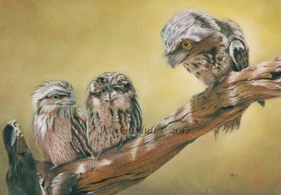 Birds - The Mentor - Coloured Pencil  Pan Pastels O