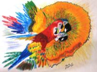 1998 - Toucan - Color Pencil